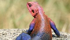 Agama mwanzae, je�t�rka podobná Spidermanovi